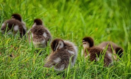 Following Yass’ local Wood Duck family