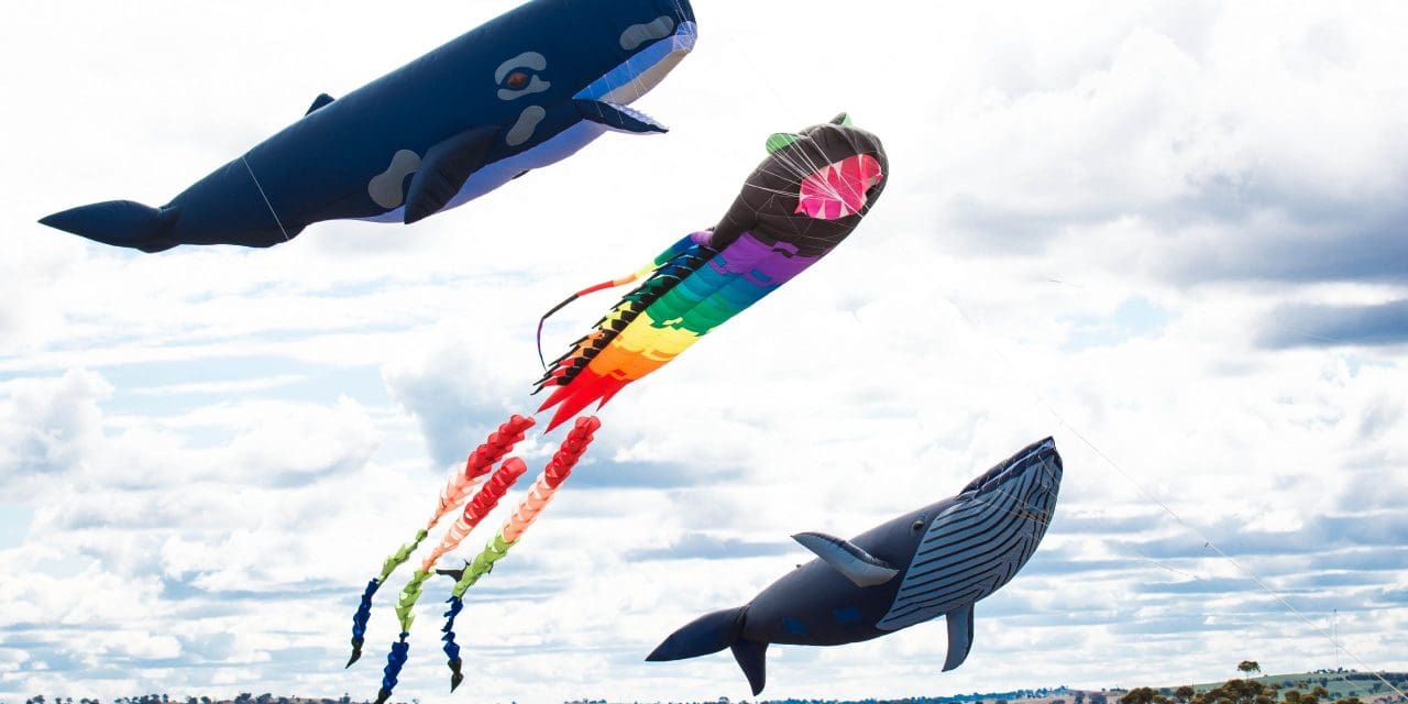 Let’s go fly a kite…in Harden!